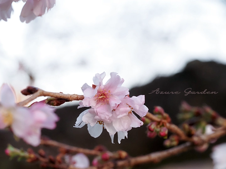 ジュウガツザクラの花と蕾