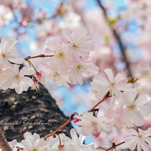 ジュウガツザクラ（十月桜）- 'Jugatsuzakura' sakura