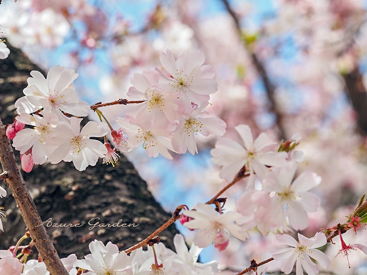 ジュウガツザクラ(十月桜)- 'Jugatsuzakura' sakura