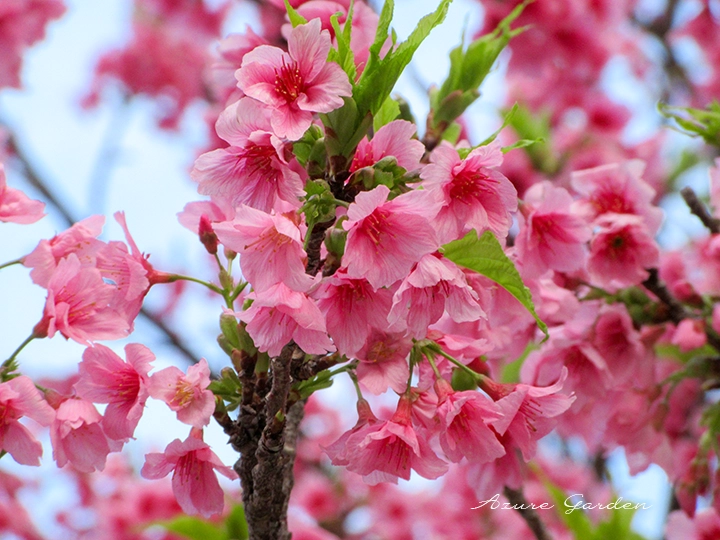 ピンク色が鮮やかなカンヒザクラ（寒緋桜）