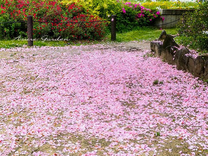 カンザンの散り姿（Kanzan）