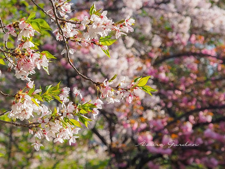 葉桜になったソメイヨシノとカンザン（背景）