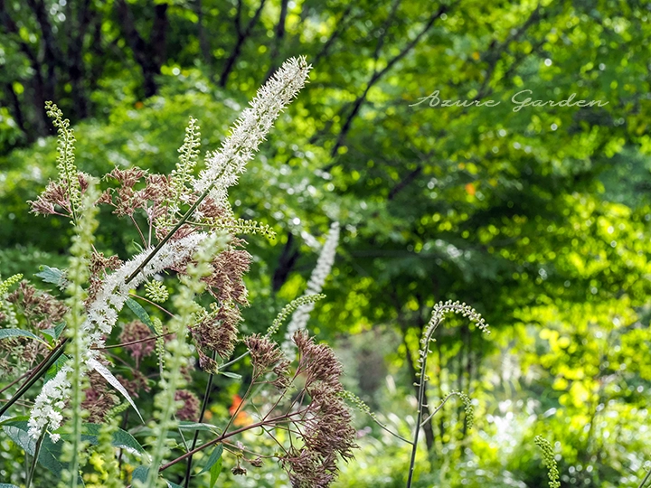 軽井沢レイクガーデンに見る秋の植物たち