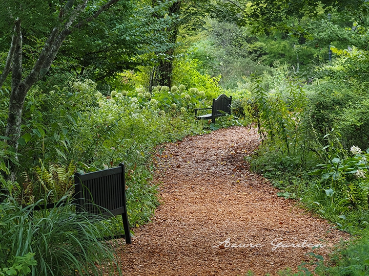 ウッドチップが敷き詰められた散策路