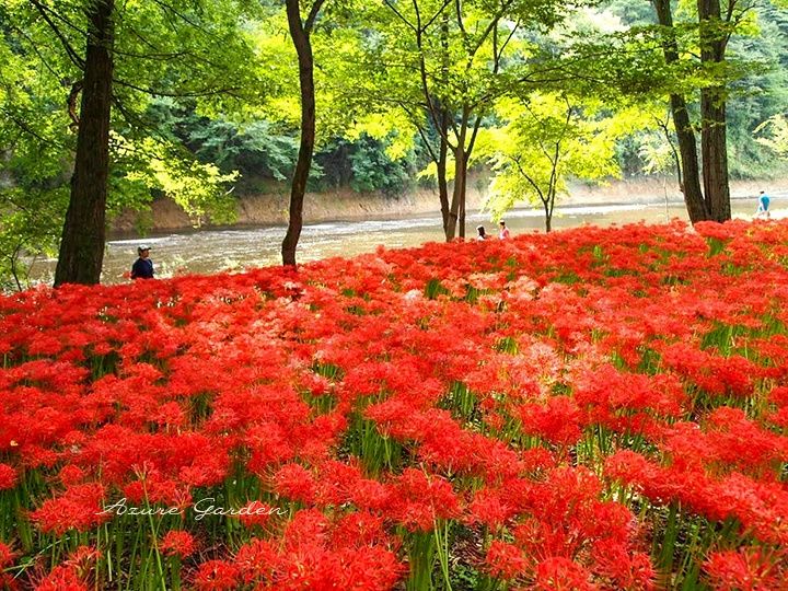 川沿いの木立の下に赤いヒガンバナが群生する巾着田の風景