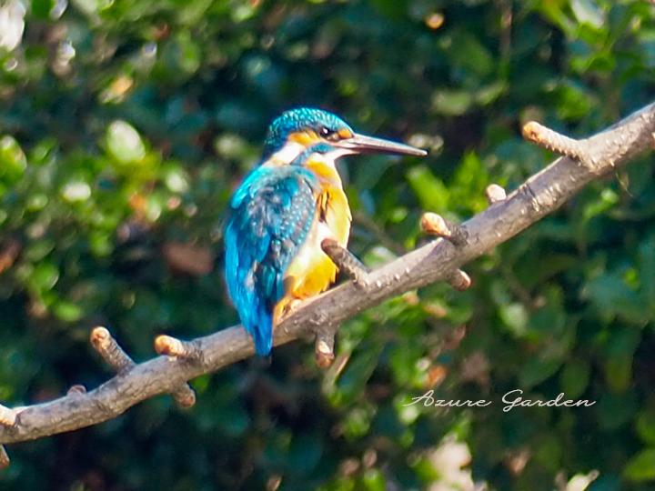 カワセミ（Kingfisher）