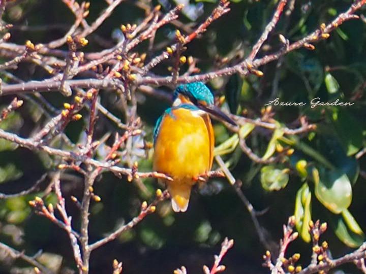 カワセミ（Kingfisher）