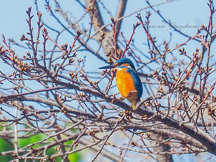 カワセミ（Kingfisher）