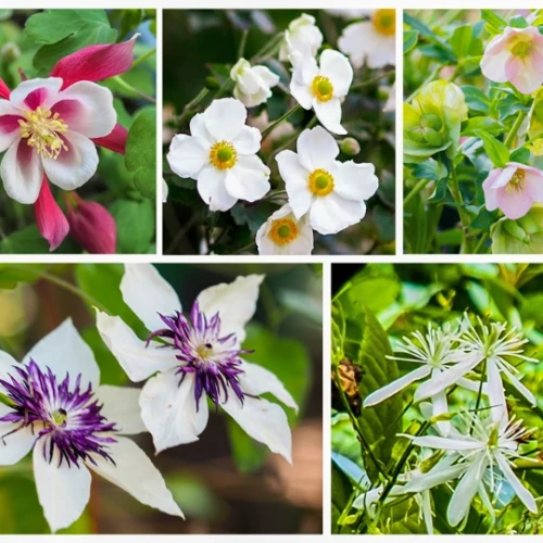 キンポウゲ科の植物たち