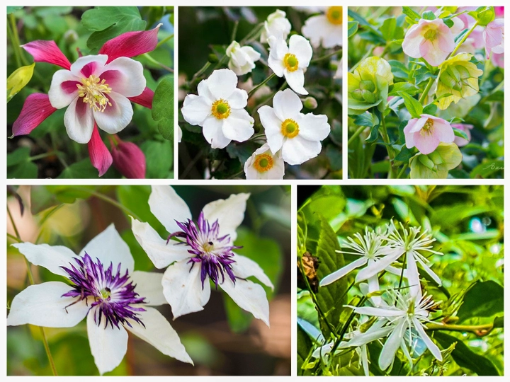 キンポウゲ科の植物たち