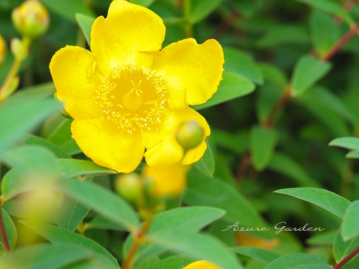5枚の黄色い花びらと中央に多数の雄しべを持つキンシバイの花