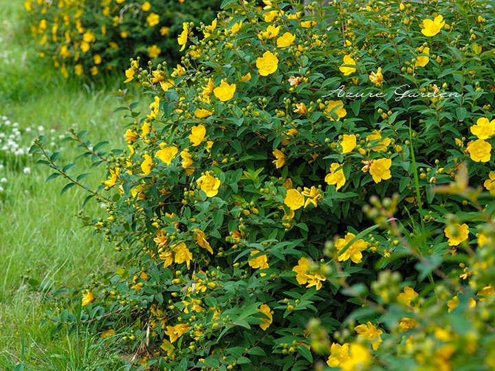 公園の植栽で黄色い花を多数咲かせるキンシバイ