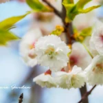 コブクザクラ（子福桜）