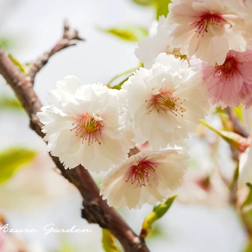 コブクザクラ（子福桜）- 'Kobukuzakura' sakura