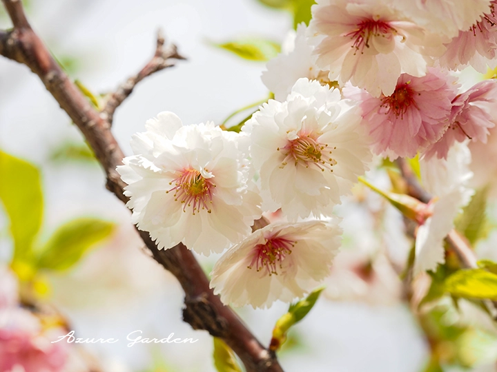 コブクザクラ(子福桜)- 'Kobukuzakura' sakura