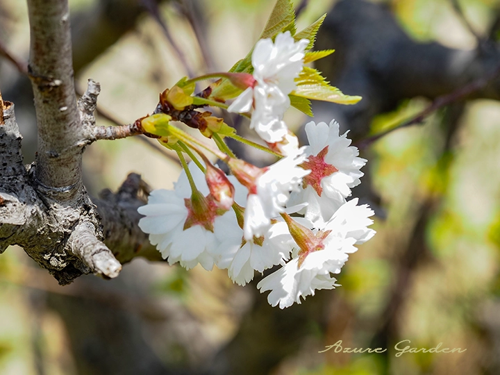 ひとつの花から1〜3個の実ができるコブクザクラ（子福桜）