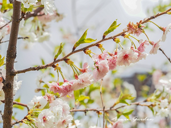 ひとつの花から1〜3個の実ができるコブクザクラ（子福桜）