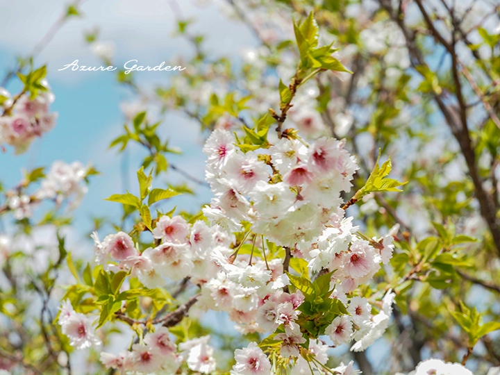 小ぶりの花を咲かせるコブクザクラ（子福桜）
