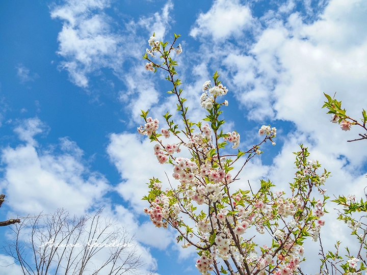 空高く咲き誇るコブクザクラ（子福桜）