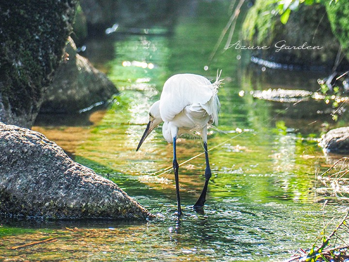 コサギ（Little Egret）