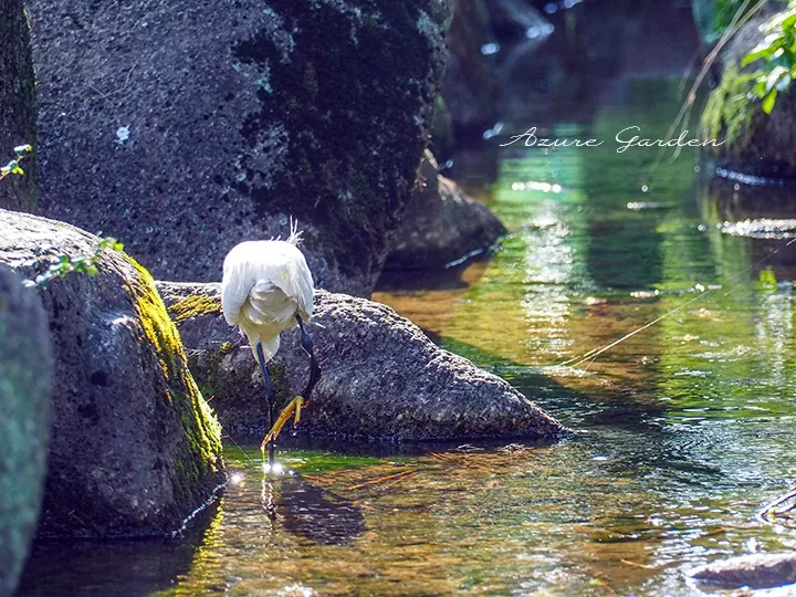 コサギ（Little Egret）