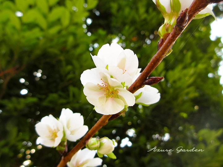 クメノサクラ（久米の桜）クローズアップ