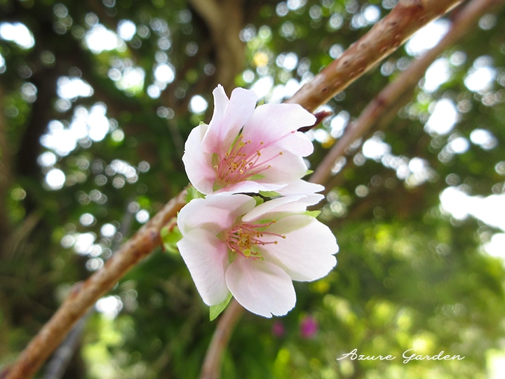 ピンク色をした咲き始めのクメノサクラ（久米の桜）