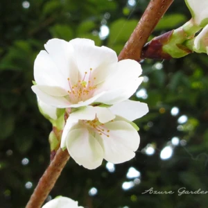クメノサクラ（久米の桜）｜沖縄で見られる白い桜の特徴