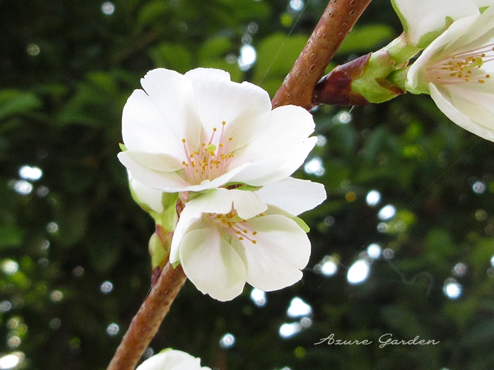 ウワミズザクラ（上溝桜）｜晩春に咲く桜の仲間 – Azure Garden