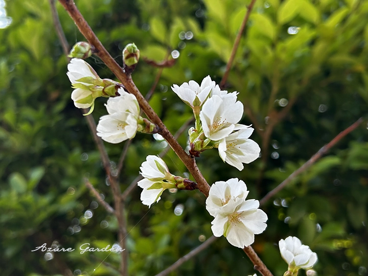 クメノサクラ（久米の桜）- Kumenosakura