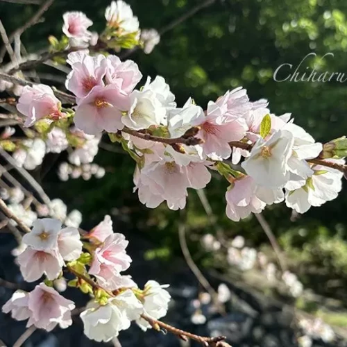 クメノサクラ（久米の桜）