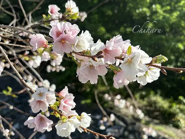 クメノサクラ（久米の桜）