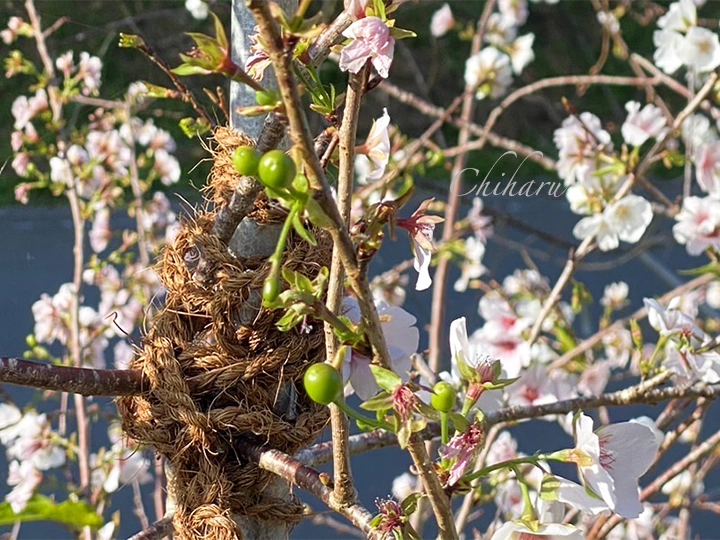 クメノサクラの花と実がつく様子