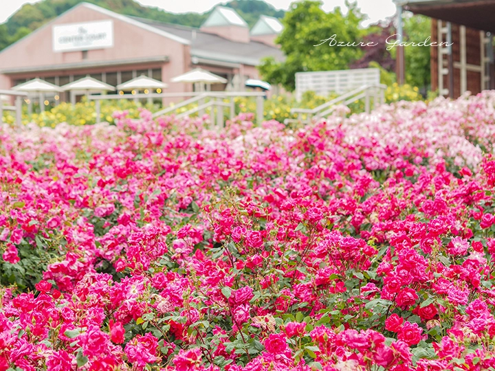 ウェルカムガーデンに見る修景バラ - ぎふワールド・ローズガーデン