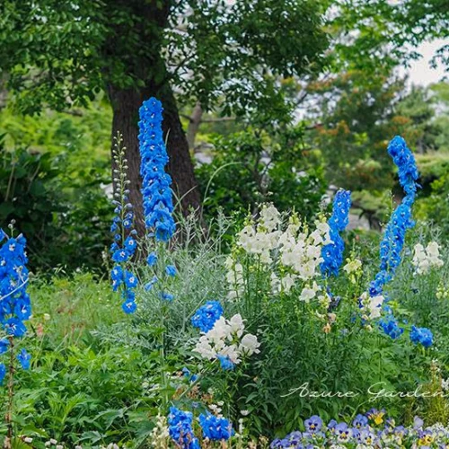 デルフィニウム（Larkspur)