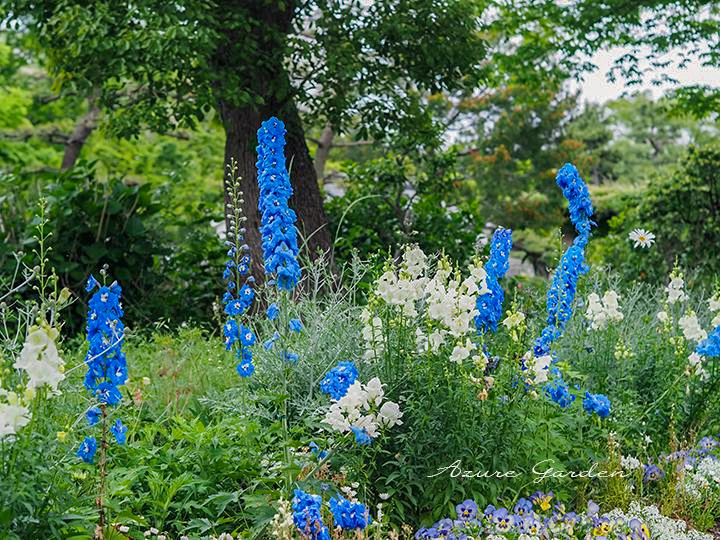 デルフィニウム（Larkspur)