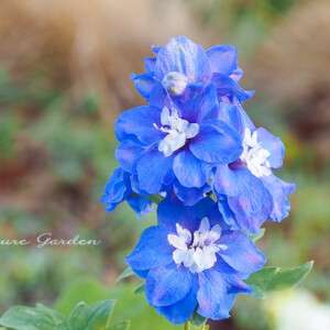 デルフィニウム｜青のグラデーションが美しい初夏の花