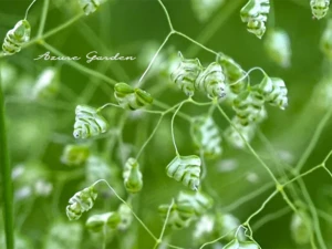 ヒメコバンソウ（姫小判草）