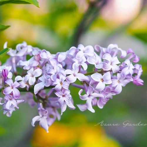 ライラック - Lilac