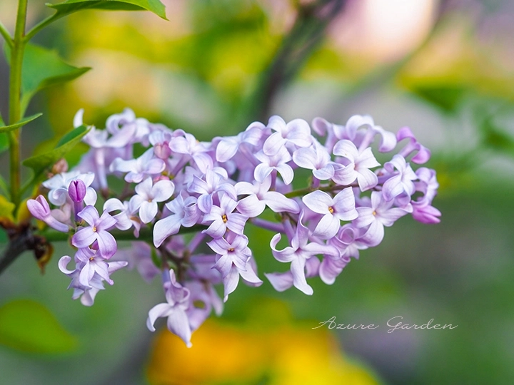 ライラック - Lilac