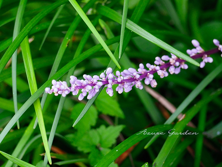小花が連なるように咲くヤブランの花