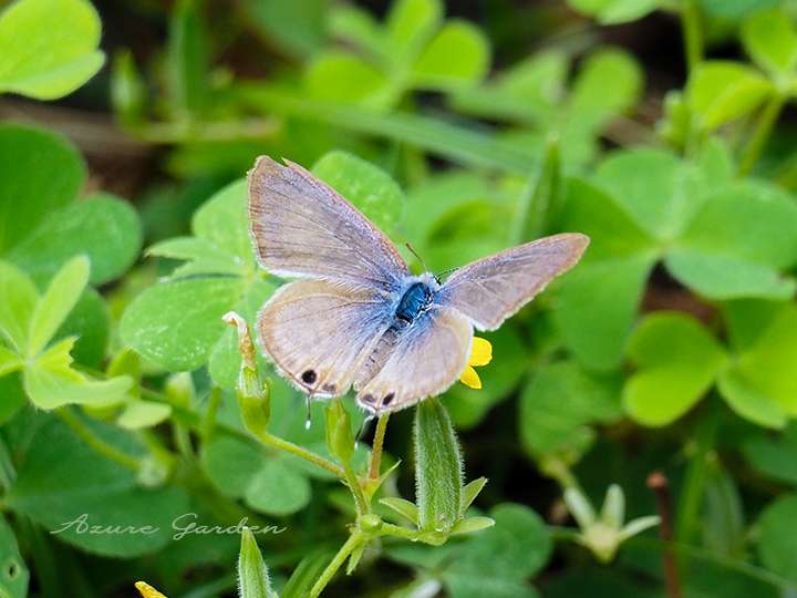 ウラナミシジミ(Long-tailed blue)