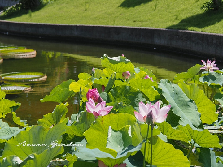 ハス池