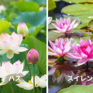 スイレン（睡蓮）｜水辺を彩る涼やかな花 – Azure Garden ～ Daily