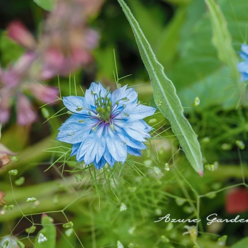 ニゲラ（Love-in-a-mist）