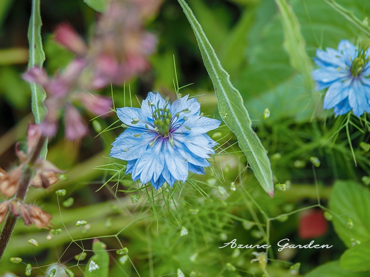 ニゲラ(Love-in-a-mist)