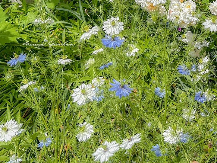 青花と白花のニゲラが咲く様子