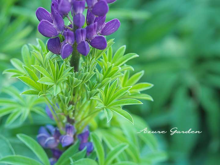 ルピナス - Lupine
