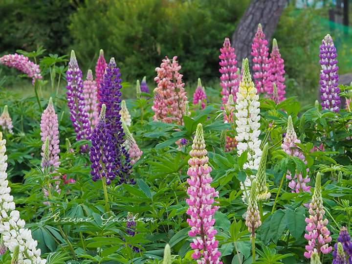 長くスッと伸びた花穂が特徴のルピナス