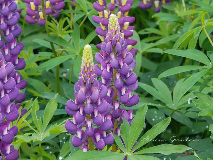 よく見るとフジの花に似ています。